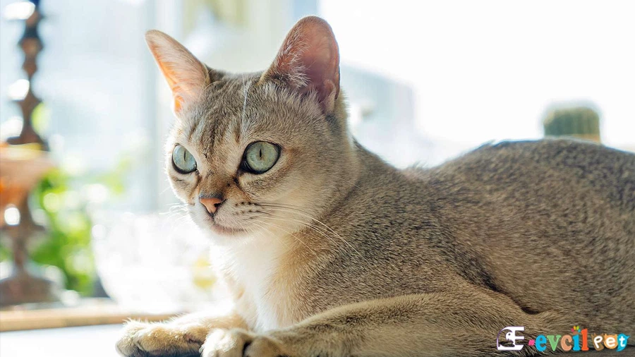 Singapura Kedisi