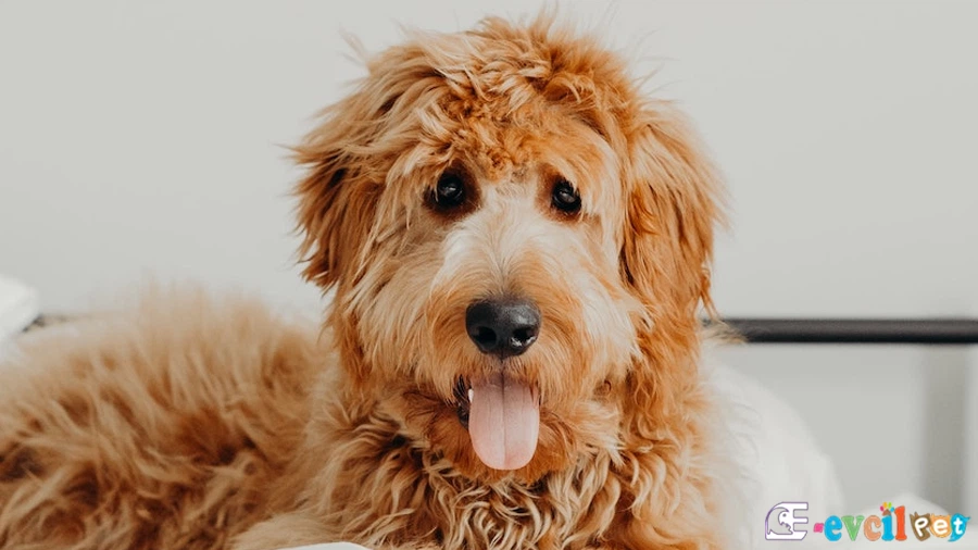 Goldendoodle Yatıyor