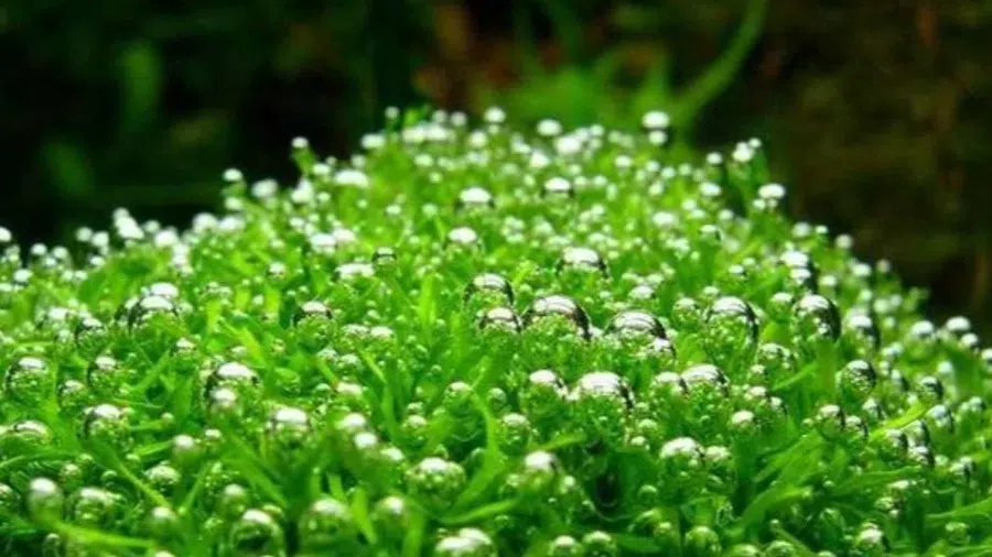 Riccia Moss Akvaryum Bitkisi