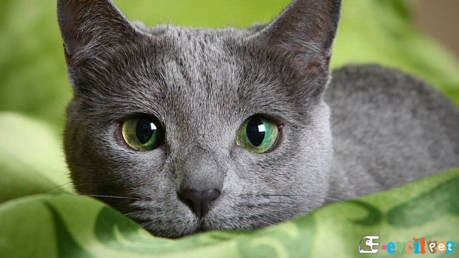 Russian Blue Genetik Sağlık Sorunları