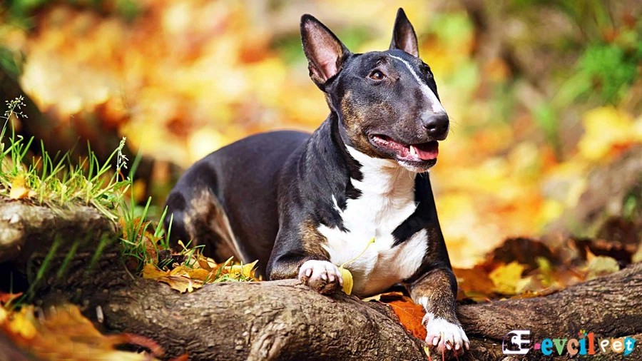 Minyatür Bull Terrier Temel Eğitimi ve Tuvalet Eğitimi