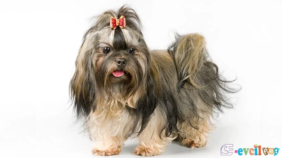 Russian Tsvetnaya Bolonka Karakter Özellikleri