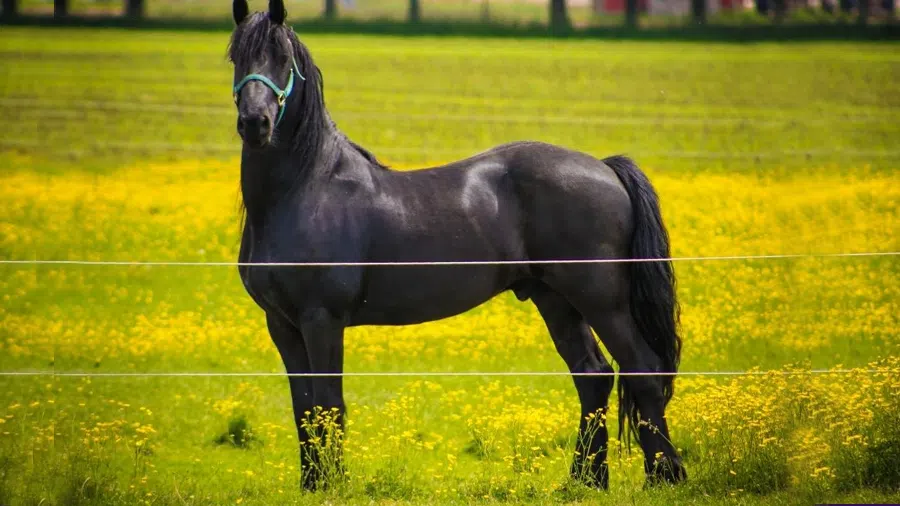 Siyah Friesian Atı