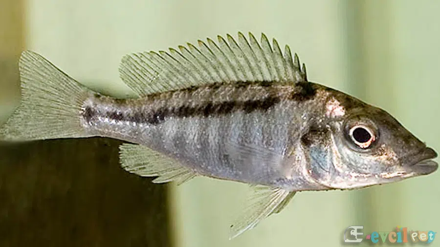 Lichnochromis acuticeps(Malawi Gar) Yavru
