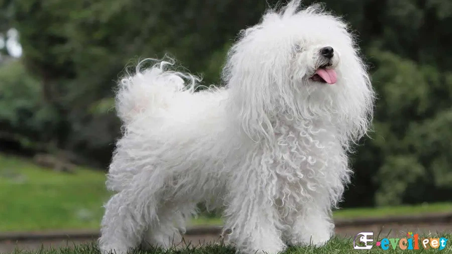 Bichon Bolognese Temel Eğitimi ve Tuvalet Eğitimi