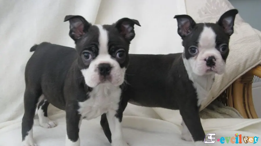 Boston Terrier Boston Terrier Sağlık Sorunları Hastalıkları