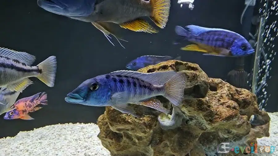 Lichnochromis acuticeps(Malawi Gar) Akvaryumu