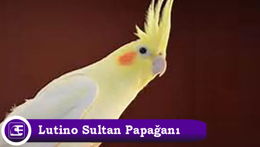 Lutino Sultan Papağanı