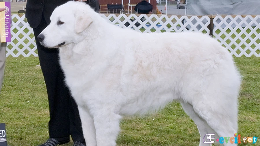 Kuvasz Temel Eğitimi ve Tuvalet Eğitimi