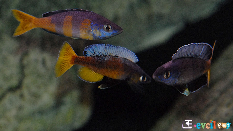 Cyprichromis Leptosoma Akvaryum Dizaynı ve Habitat Kurulumu