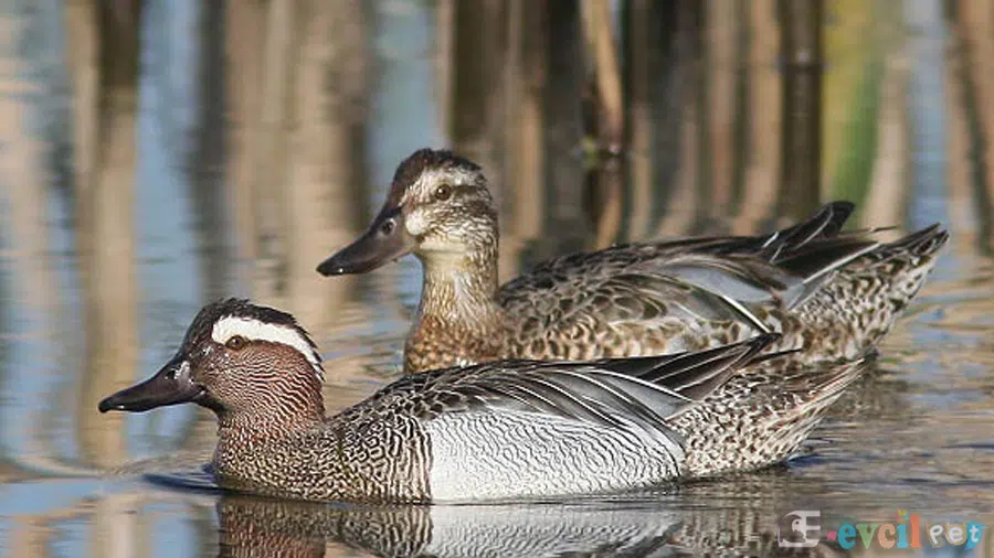 Çıkrıkçın Ördeği (Anas querquedula)