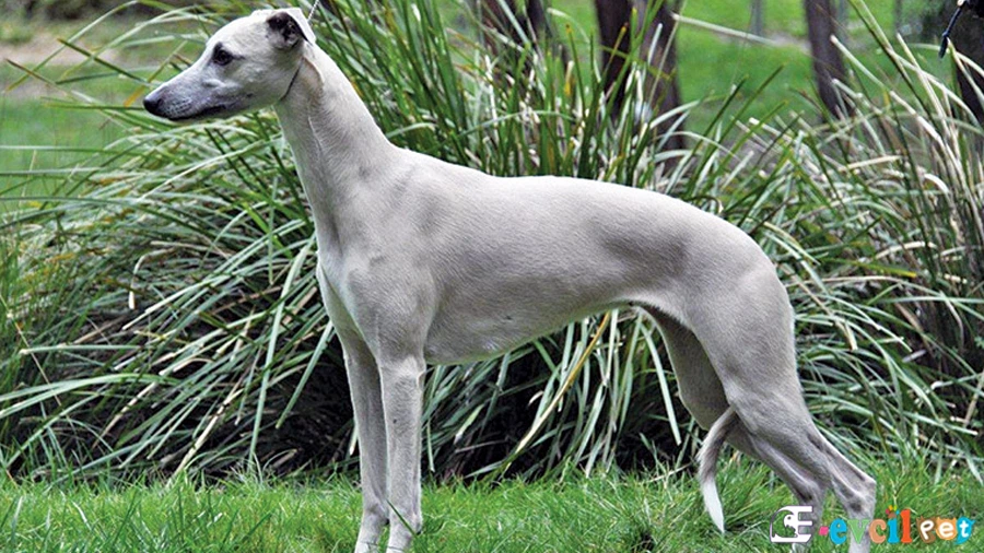 Whippet Temel Eğitimi ve Tuvalet Eğitimi