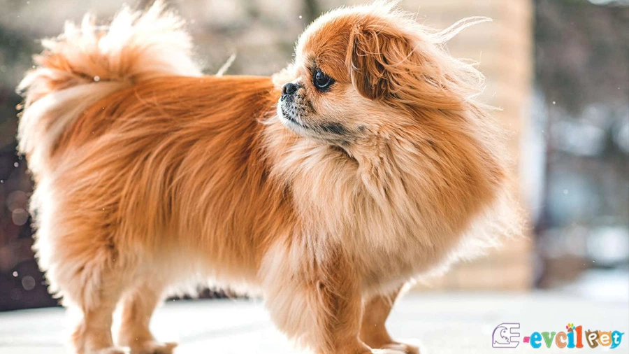 Tibet Spaniel Temel Eğitimi ve Tuvalet Eğitimi (Tibet Spanyeli)