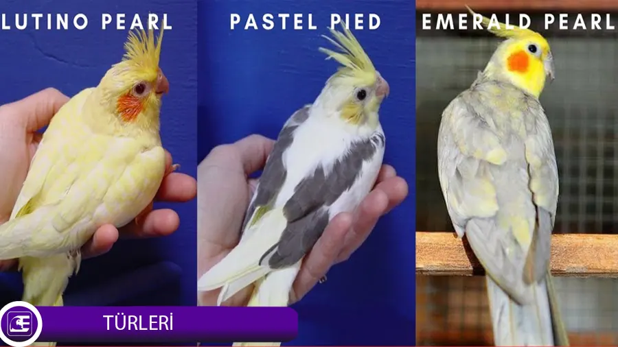 Sultan Papağanı Türleri Sultan Papağanı Türleri