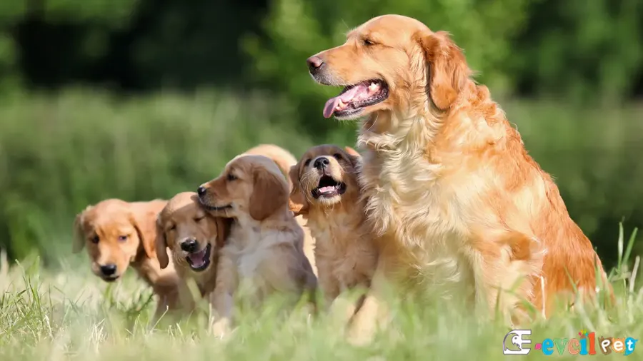 Golden Retriever Karakter Özellikleri