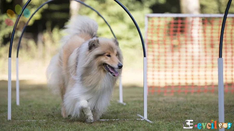 Yavru köpeklerin spor ihtiyacı nasıl karşılanmalı?