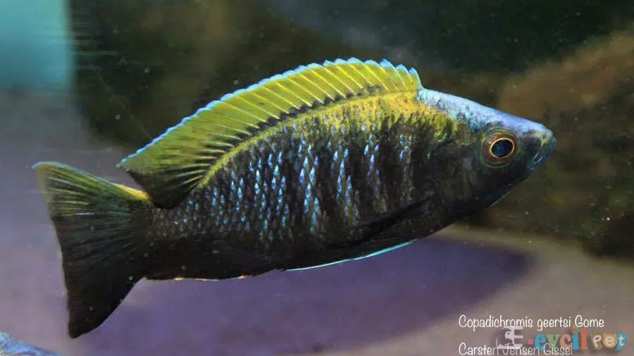 Copadichromis Geertsi