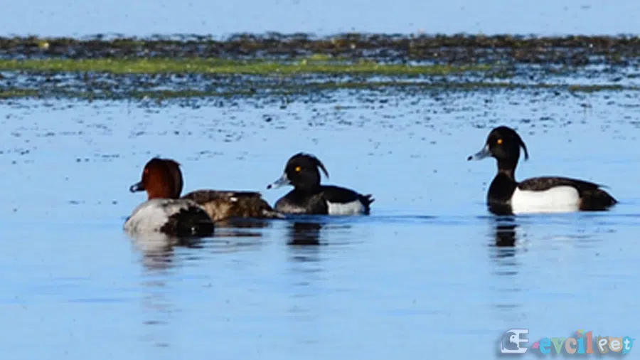 Tepeli Patka (Aythya fuligula)  Doğal yaşam alanında