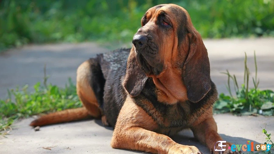 Bloodhound Bloodhound Temel Eğitimi ve Tuvalet Eğitimi