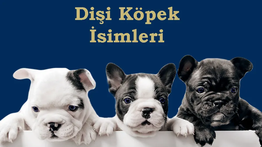 Dişi Köpek İsimleri