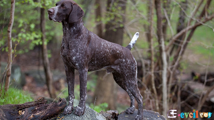 Alman Puanteri (German Shorthaired Pointer) Alman Puanteri Temel Eğitimi ve Tuvalet Eğitimi (German Shorthaired Pointer)