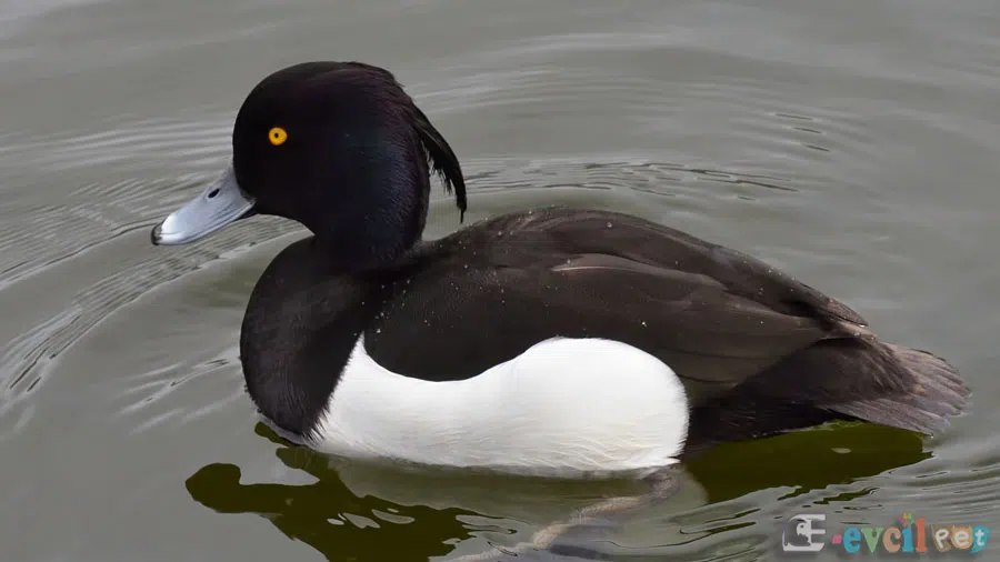 Tepeli Patka (Aythya fuligula) 