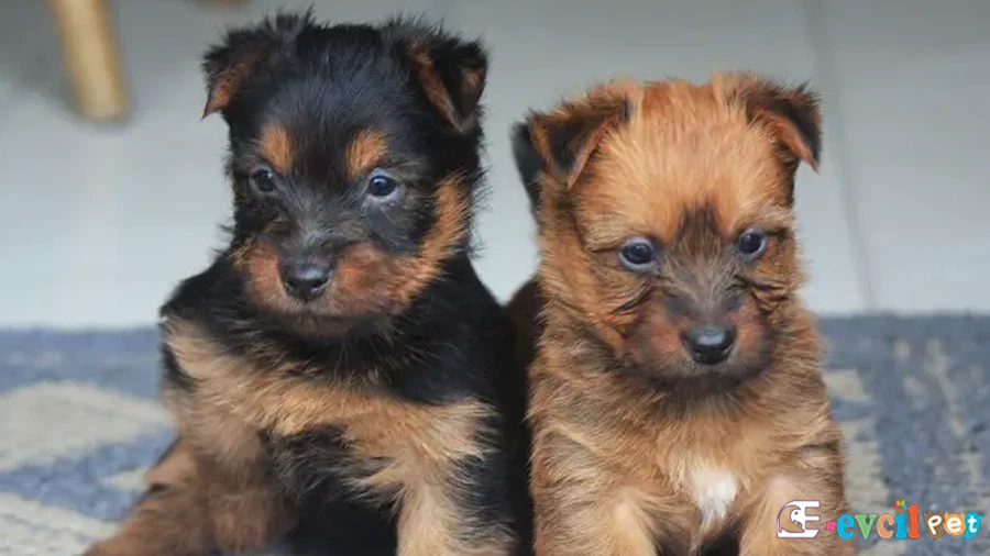 Australian Terrier Genetik Sağlık Sorunları Hastalıkları