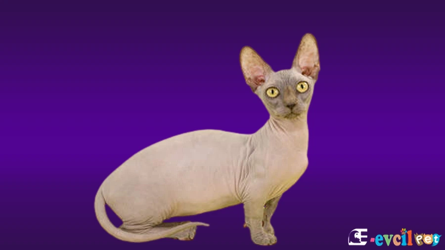 Bambino Bakımı ve Beslenmesi