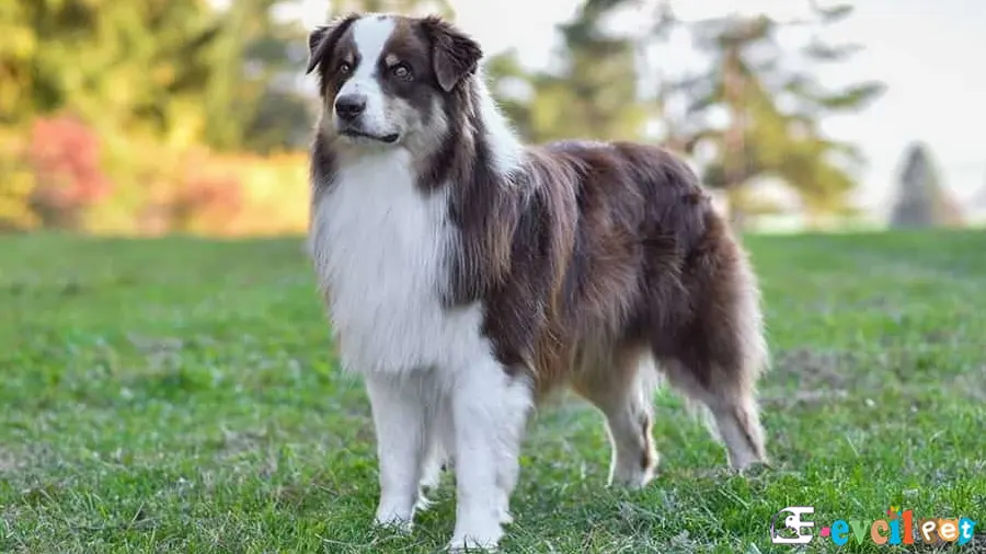 Avustralya Çoban (Australian Shepherd) Köpeği Avustralya Çoban (Australian Shepherd Temel Eğitimi ve Tuvalet Eğitimi)