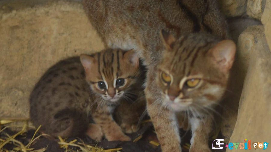 Paslı Kedi Karakter Özellikleri