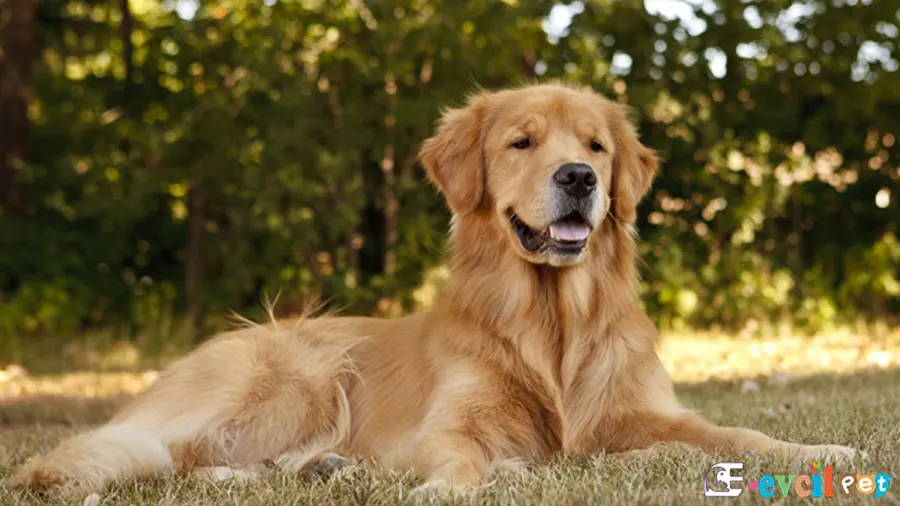 Golden Retriever Bakımı ve Beslenmesi