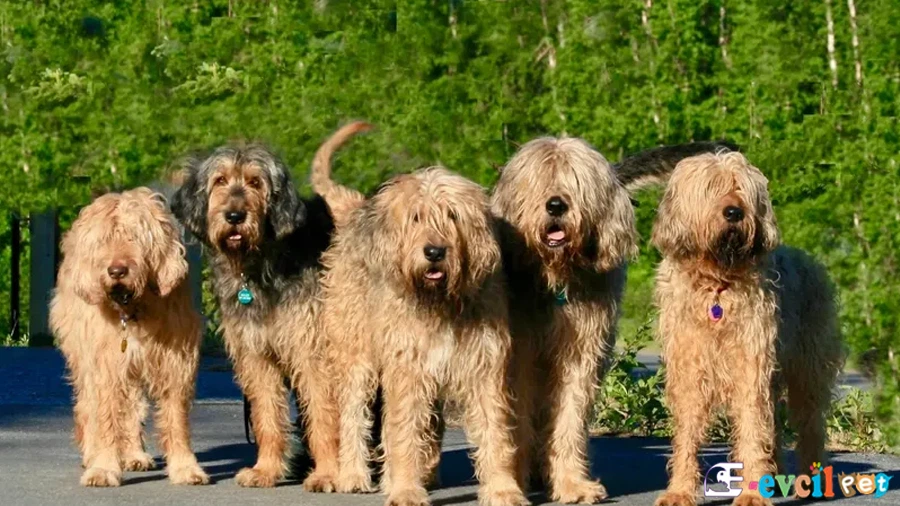 Otterhound Karakter Özellikleri (Su Samuru Tazısı)