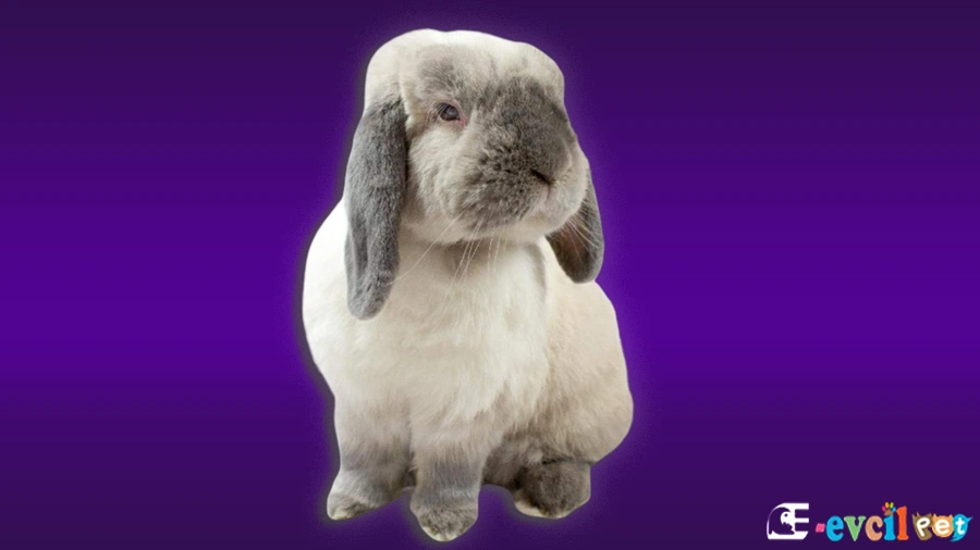 Hollanda Lop Tavşanları Beslenmesi