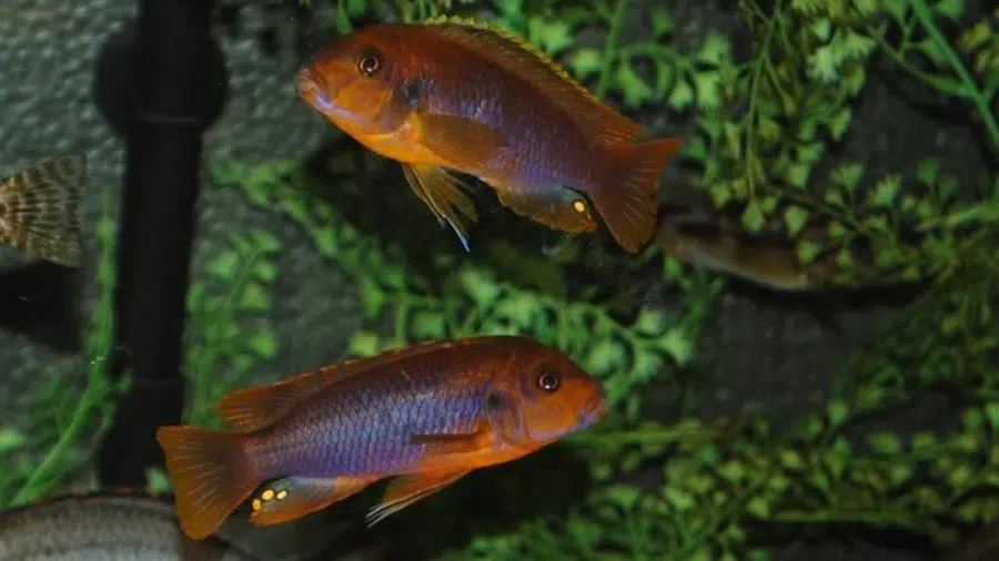 Lodotropheus Sprengerae (Paslı Cichlid) akvaryumu