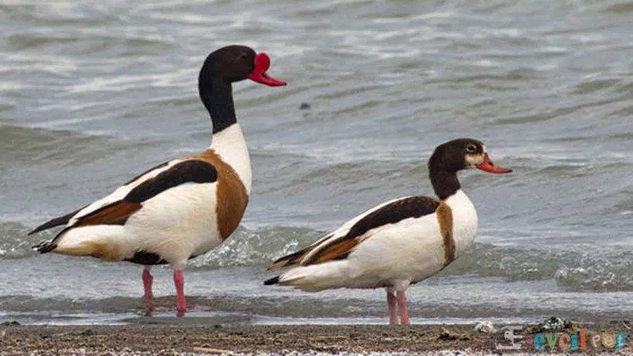 Suna Ördeği (Tadorna Shelduck) Göl Kenarında