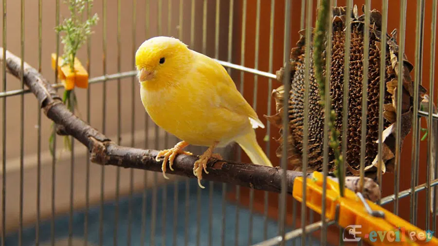 Sarı Kanarya Kafeste