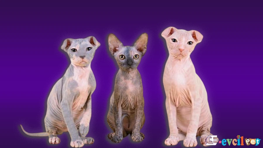 Ukraynalı Levkoy Kedisi