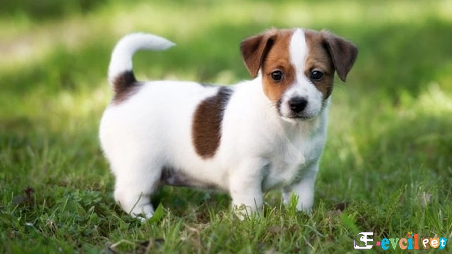 Parson Rusell Terrier Bakımı ve Beslenmesi