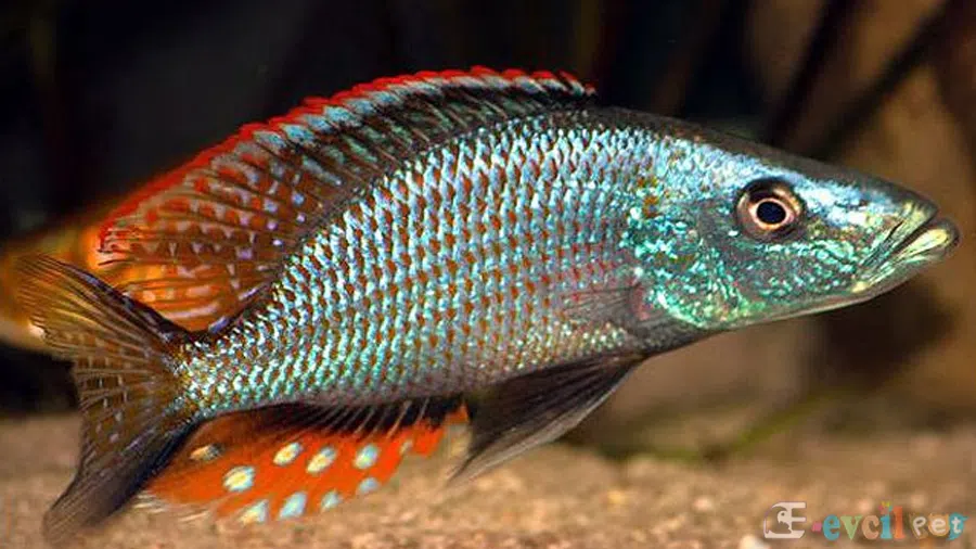Dimidiochromis compressiceps (Yaprak Cichlid) Akvaryumu