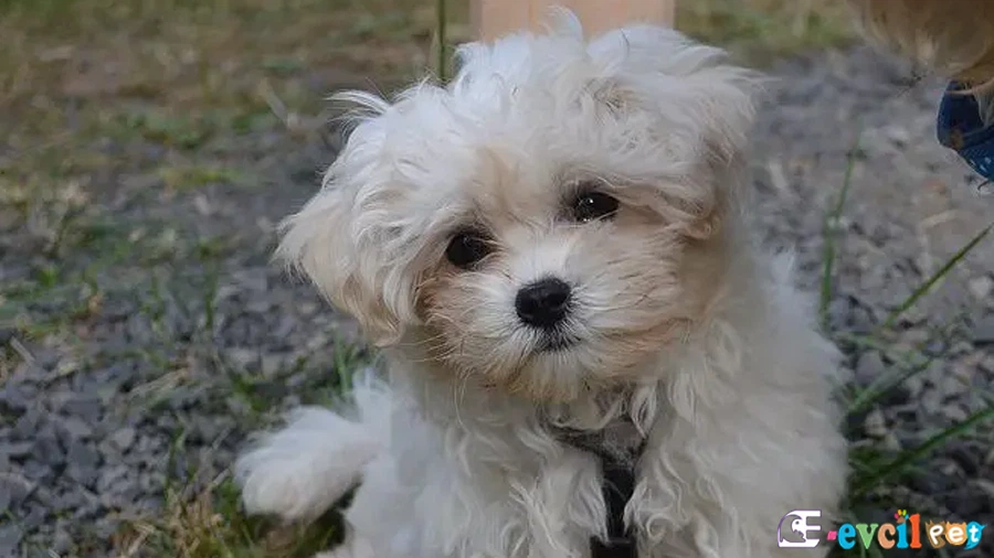 Russian Tsvetnaya Bolonka Bakımı ve Beslenmesi
