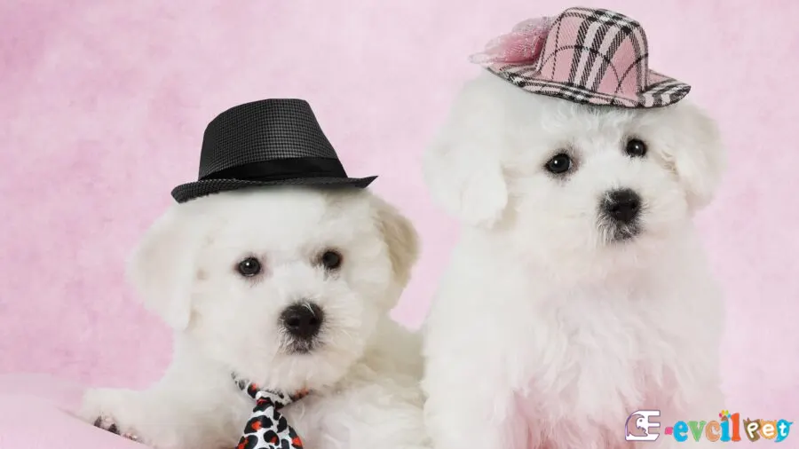 Bichon Frise Bakımı ve Beslenmesi