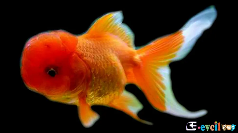 Oranda Japon Balığı