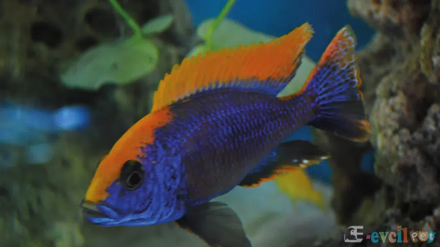 Otopharynx Lithobates