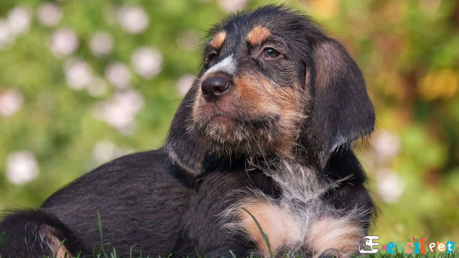 Otterhound Genetik Sağlık Sorunları (Su Samuru Tazısı)