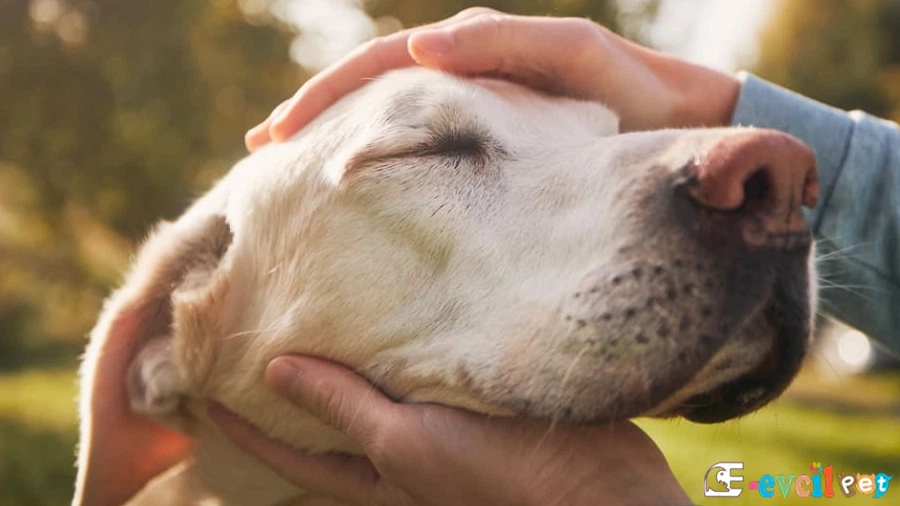 Köpeklerde Kanser