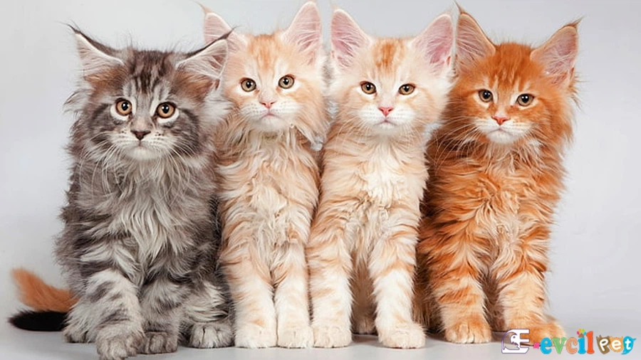 Maine Coon Genetik Sağlık Sorunları