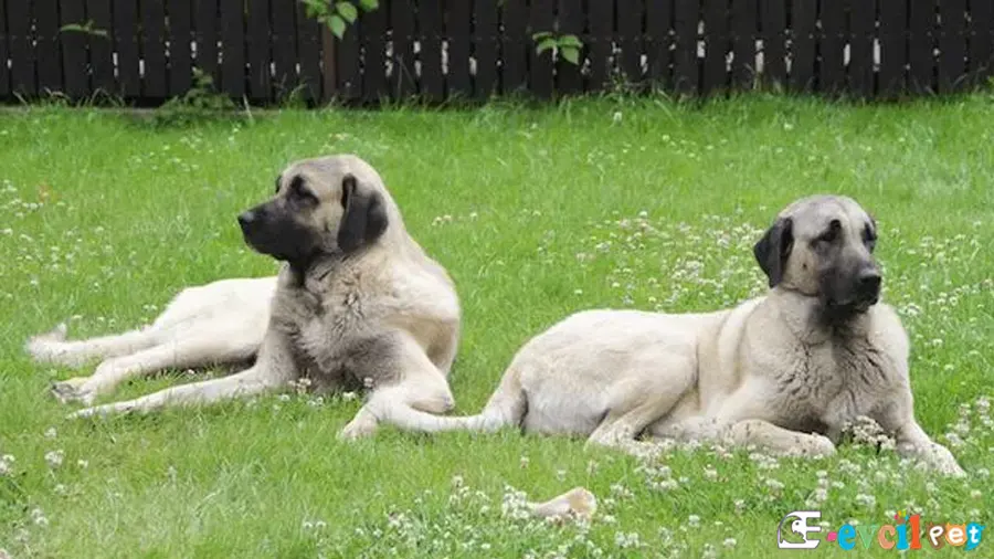 Kangal Köpeği Karakter Özellikleri