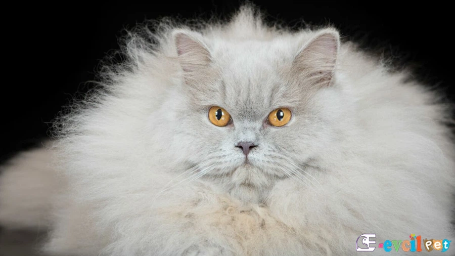 British Longhair Bakımı ve Beslenmesi