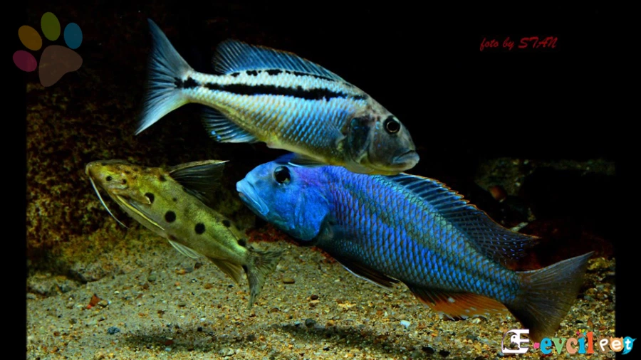 Aristochromis Christyi Beslenmesi