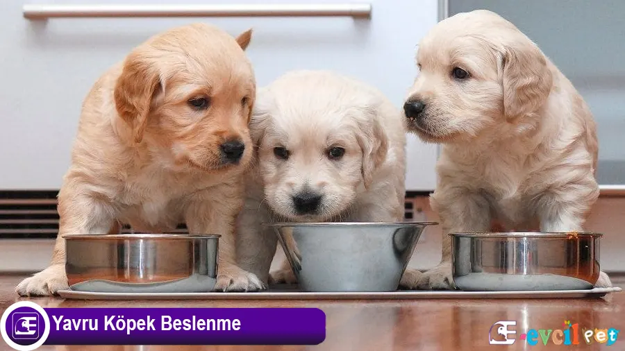 Yavru Köpek Nasıl Beslenir?